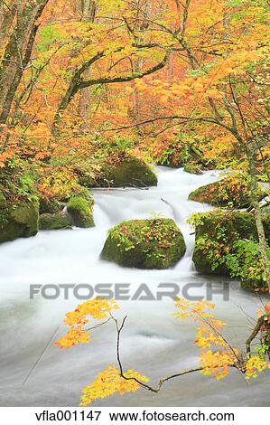 Oirase mountain stream, Aomori Prefecture View Large Photo Image Stock Photo - Oirase mountain stream, Aomori Prefecture. Fotosearch