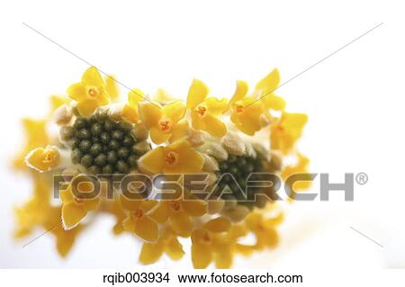 Picture - Oriental Paperbush. Fotosearch