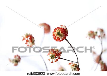 Oriental Paperbush View Large Photo Image Stock Image - Oriental Paperbush. Fotosearch