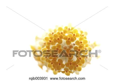 Stock Image - Oriental Paperbush. Fotosearch