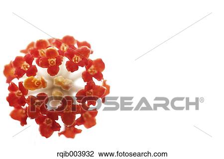 Stock Image - Oriental Paperbush. Fotosearch