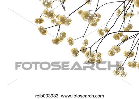 Stock Image - Oriental Paperbush. Fotosearch
