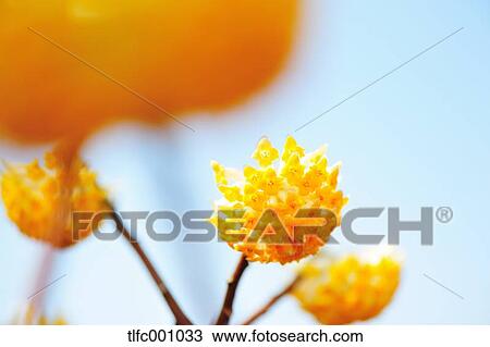 Oriental Paperbush View Large Photo Image Stock Image - Oriental Paperbush. Fotosearch