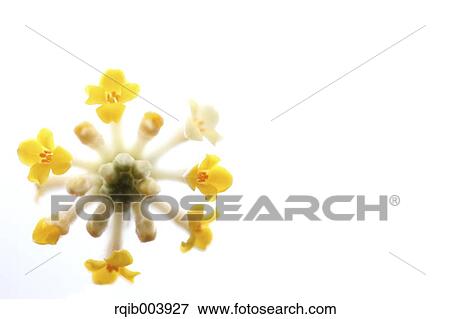 Stock Photo - Oriental Paperbush. Fotosearch