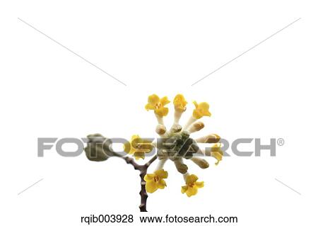 Oriental Paperbush View Large Photo Image Stock Photo - Oriental Paperbush. Fotosearch