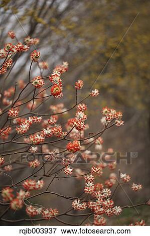Oriental Paperbush View Large Photo Image Stock Photo - Oriental Paperbush. Fotosearch