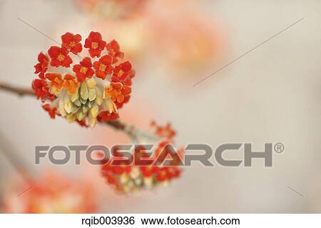 Oriental Paperbush View Large Photo Image Stock Photograph - Oriental Paperbush. Fotosearch
