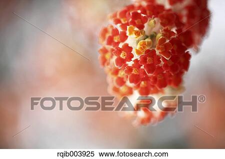 Oriental Paperbush View Large Photo Image Stock Photography - Oriental Paperbush. Fotosearch