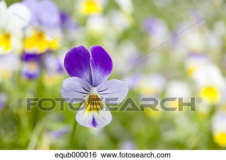 Pansy flower View Large Photo Image Stock Photograph - Pansy flower. Fotosearch