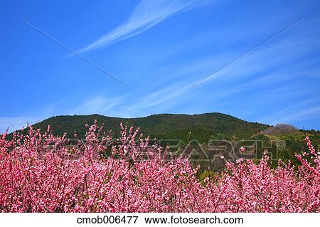 Peach blossoms in Uda, Nara Prefecture View Large Photo Image Stock Photo - Peach blossoms in Uda, Nara Prefecture. Fotosearch