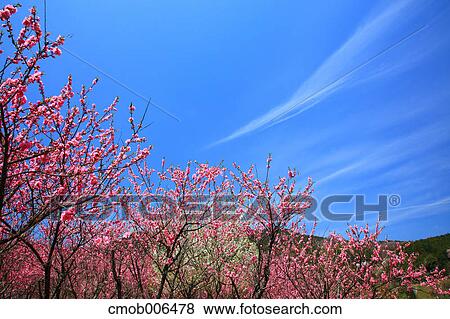Peach blossoms in Uda, Nara Prefecture View Large Photo Image Stock Photo - Peach blossoms in Uda, Nara Prefecture. Fotosearch