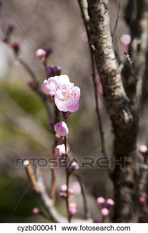 Peach blossoms, Kumano Kodo View Large Photo Image Stock Image - Peach blossoms, Kumano Kodo. Fotosearch