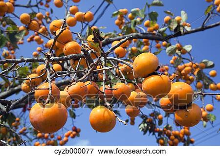 Persimmon fruits, Kumamoto Prefecture View Large Photo Image Stock Photo - Persimmon fruits, Kumamoto Prefecture. Fotosearch