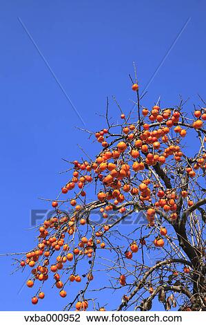Persimmon tree and blue sky View Large Photo Image Stock Image - Persimmon tree and blue sky. Fotosearch