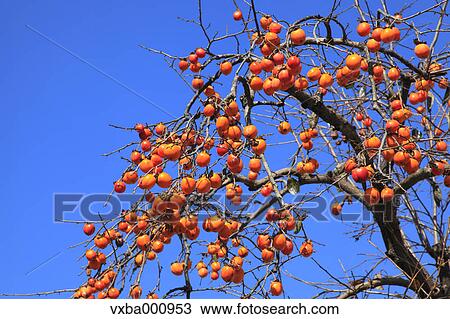 Persimmon tree and blue sky View Large Photo Image Stock Image - Persimmon tree and blue sky. Fotosearch