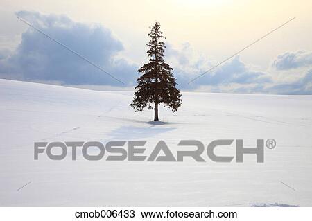 Pine tree, Hokkaido View Large Photo Image Stock Image - Pine tree, Hokkaido. Fotosearch