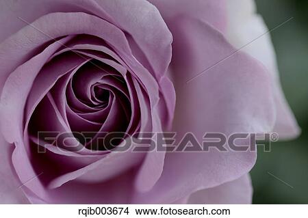 Pink rose View Large Photo Image Picture - Pink rose. Fotosearch