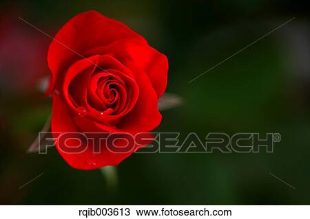 Pink rose View Large Photo Image Stock Image - Pink rose. Fotosearch