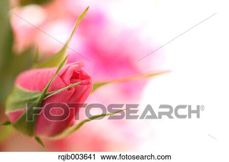 Stock Image - Pink rose. Fotosearch