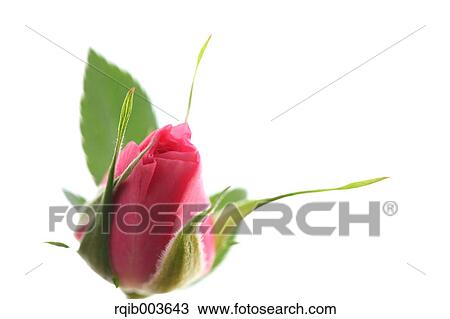 Stock Image - Pink rose. Fotosearch