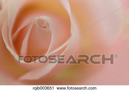 Pink rose View Large Photo Image Stock Image - Pink rose. Fotosearch