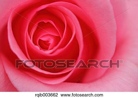 Pink rose View Large Photo Image Stock Image - Pink rose. Fotosearch