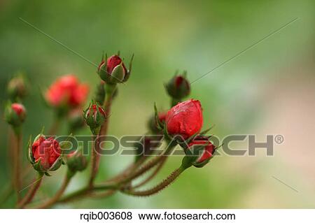 Pink rose View Large Photo Image Stock Photo - Pink rose. Fotosearch