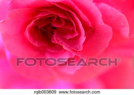Stock Photo - Pink rose. Fotosearch
