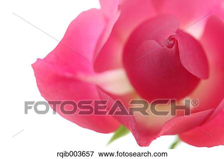 Pink rose View Large Photo Image Stock Photo - Pink rose. Fotosearch