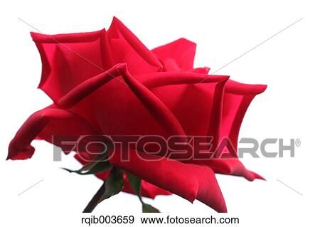 Pink rose View Large Photo Image Stock Photo - Pink rose. Fotosearch