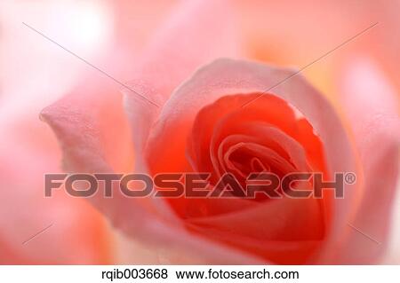 Stock Photo - Pink rose. Fotosearch