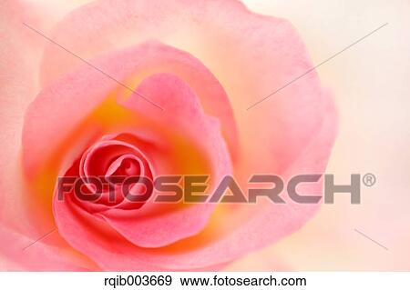 Pink rose View Large Photo Image Stock Photo - Pink rose. Fotosearch