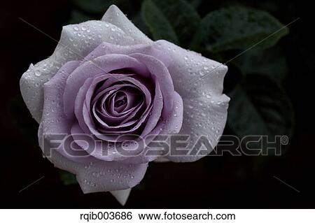 Pink rose View Large Photo Image Stock Photograph - Pink rose. Fotosearch