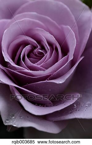 Pink rose View Large Photo Image Stock Photography - Pink rose. Fotosearch