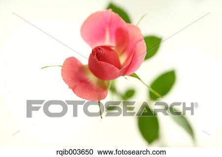 Pink roses View Large Photo Image Stock Image - Pink roses. Fotosearch