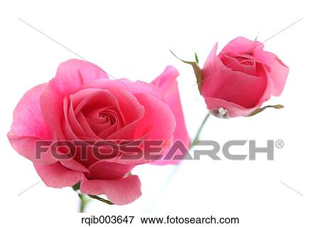 Pink roses View Large Photo Image Stock Photo - Pink roses. Fotosearch