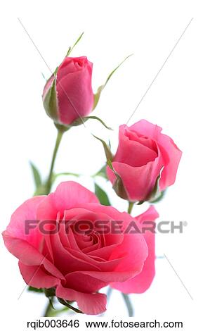 Pink roses View Large Photo Image Stock Photograph - Pink roses. Fotosearch