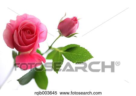 Pink roses View Large Photo Image Stock Photography - Pink roses. Fotosearch