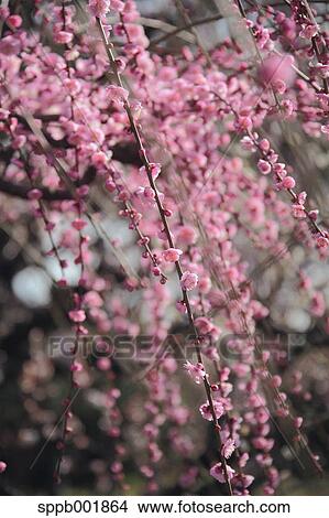Plum blossoms View Large Photo Image Picture - Plum blossoms. Fotosearch