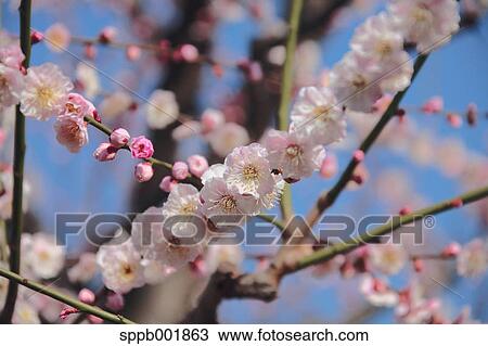 Plum blossoms View Large Photo Image Stock Image - Plum blossoms. Fotosearch