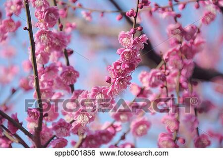 Plum blossoms View Large Photo Image Stock Photograph - Plum blossoms. Fotosearch
