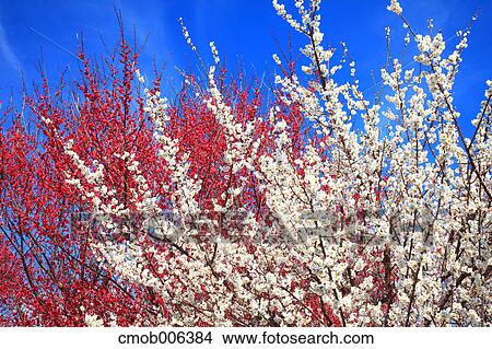 Plum blossoms, Wakayama prefecture View Large Photo Image Picture - Plum blossoms, Wakayama prefecture. Fotosearch