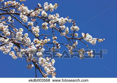 Plum flowers and blue sky View Large Photo Image Stock Photo - Plum flowers and blue sky. Fotosearch