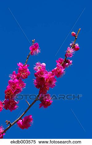 Plum flowers and blue sky View Large Photo Image Stock Photography - Plum flowers and blue sky. Fotosearch