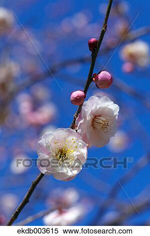 Plum flowers and blue sky View Large Photo Image Stock Photography - Plum flowers and blue sky. Fotosearch