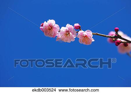 Plum flowers, Saitama Prefecture View Large Photo Image Picture - Plum flowers, Saitama Prefecture. Fotosearch