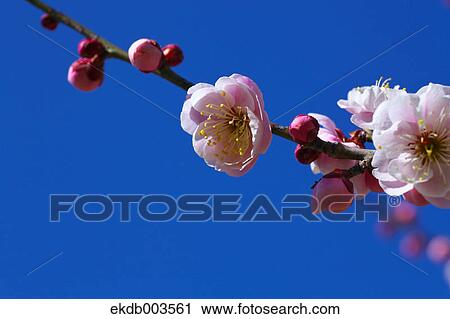 Plum flowers, Saitama Prefecture View Large Photo Image Stock Image - Plum flowers, Saitama Prefecture. Fotosearch