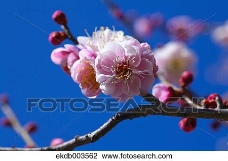 Plum flowers, Saitama Prefecture View Large Photo Image Stock Image - Plum flowers, Saitama Prefecture. Fotosearch
