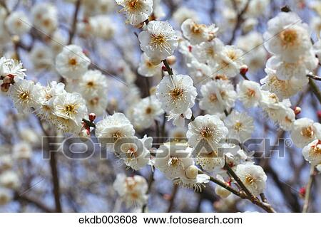 Plum flowers View Large Photo Image Stock Photo - Plum flowers. Fotosearch