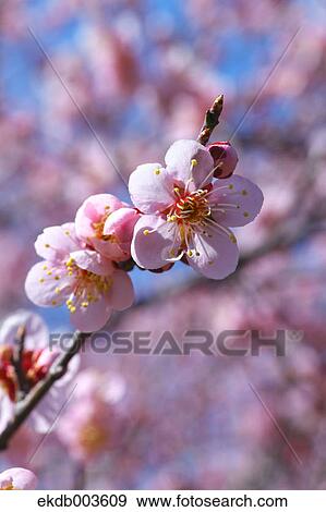 Plum flowers View Large Photo Image Stock Photo - Plum flowers. Fotosearch